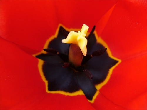 tulipán mikro