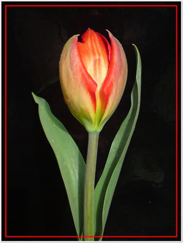 tulipánik