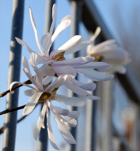 magnolia za mrezami
