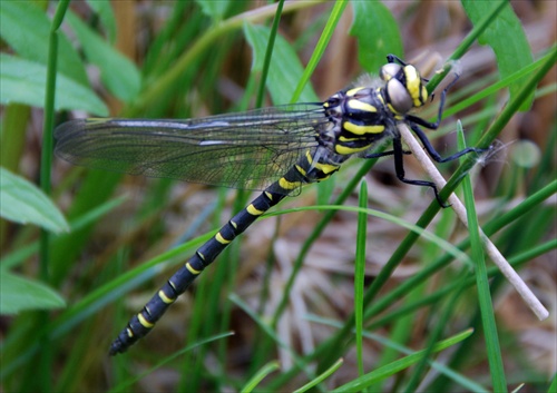 Golden-ring dragonfly