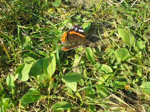 Motýľ - bylinkár