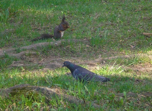 Veverička a holub