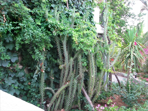 Štíhlosť kaktusov