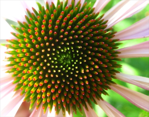 echinacea