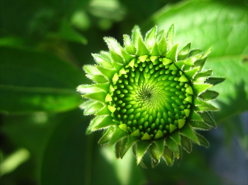 echinacea