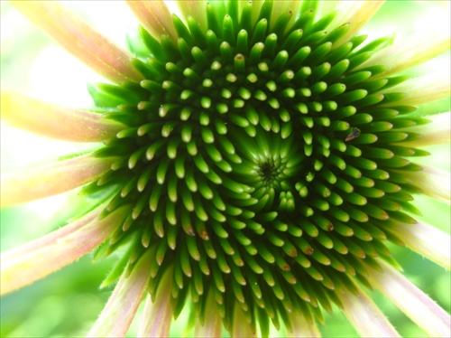 echinacea