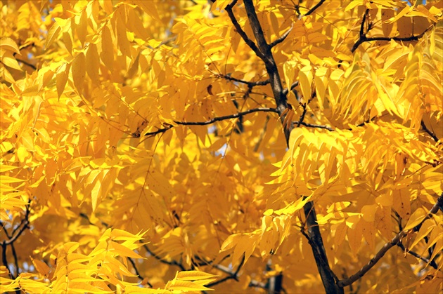 Žltá jeseň