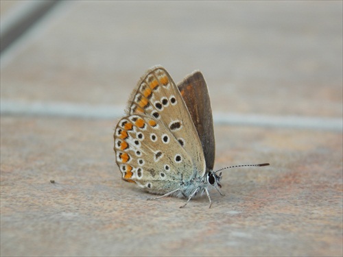 Motýľ model