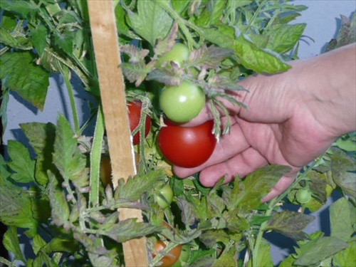 oberanie paradajky