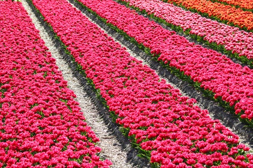 chodnik z tulipanov