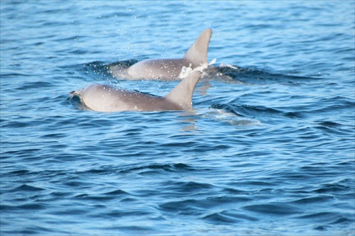 wilde dolphin