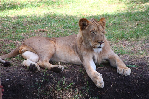 resting lion