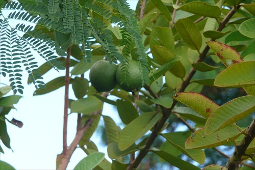 guava ovocie