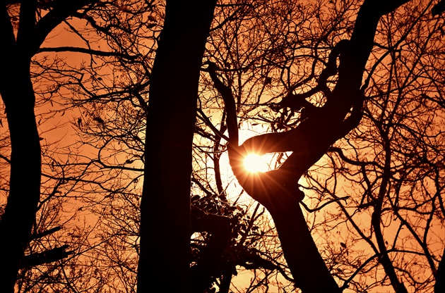 slnečné oko stromu