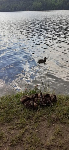 Krátke zdriemnutie pred ďalšou naháňačkou.