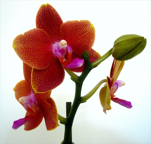 orchideová