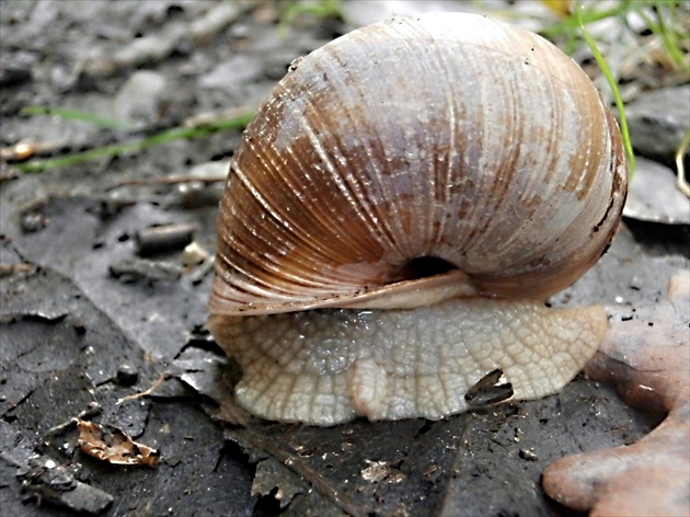 Rožky nevystrčil