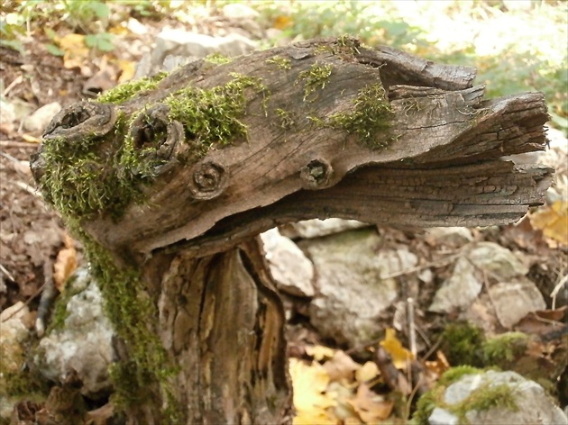 Lochnesská príšera suchozemská