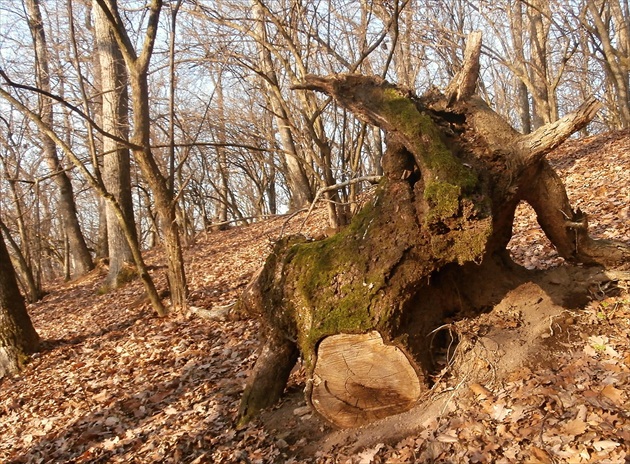 Kozorožec?