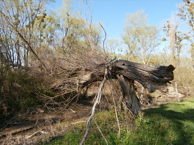 Lesný strážca