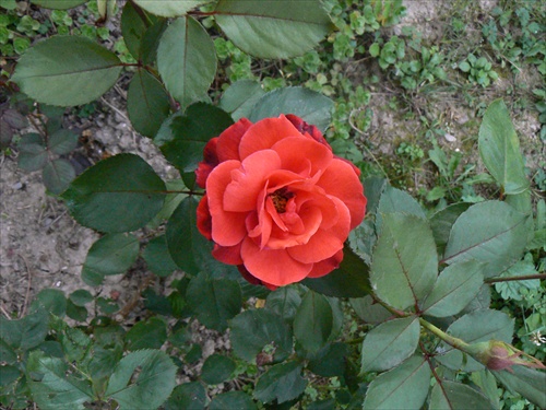 Ruža 4