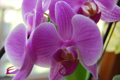 mamina orchidea