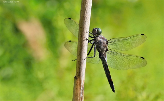 vážka modrá  Orthetrum coerulescens