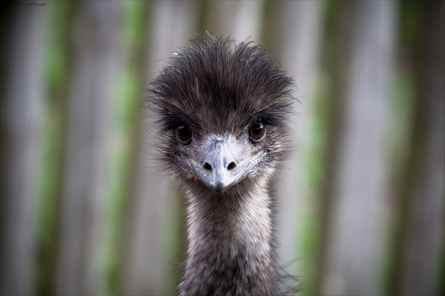 Emu Hnedý ...portret