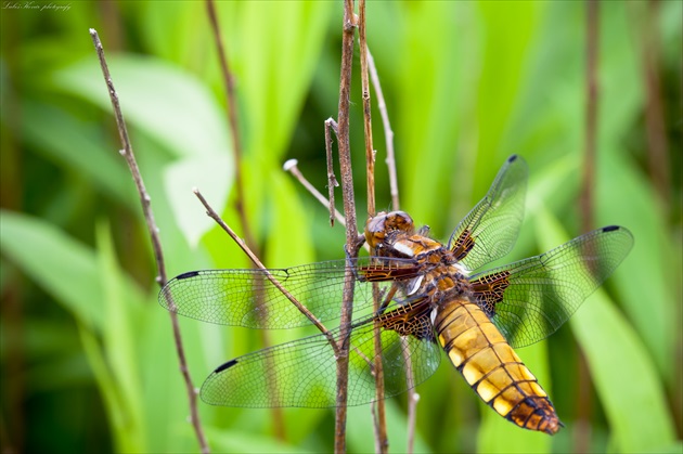 Vážka ploská (Libellula depressa )samička