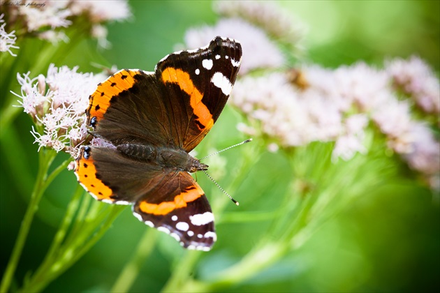 Babôčka admirálska (Vanessa atalanta)