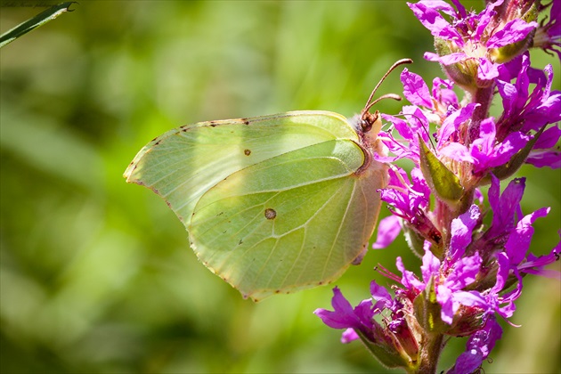 Žltáčik rešetliakový (Gonepteryx rhamni)