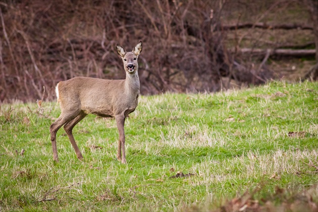 Srna-Capreolus capreolus