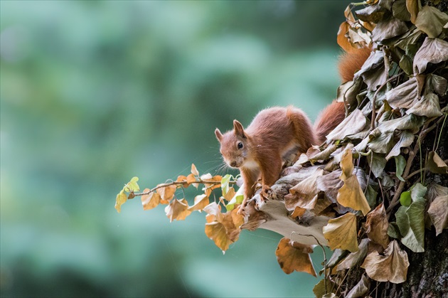 Veverica obyčajná alebo veverica stromová