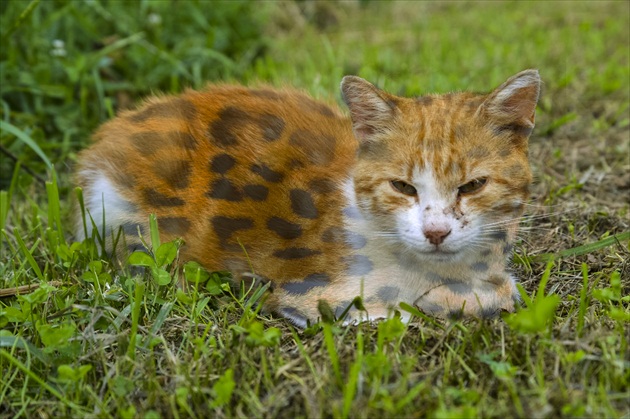 Leopardus domesticus