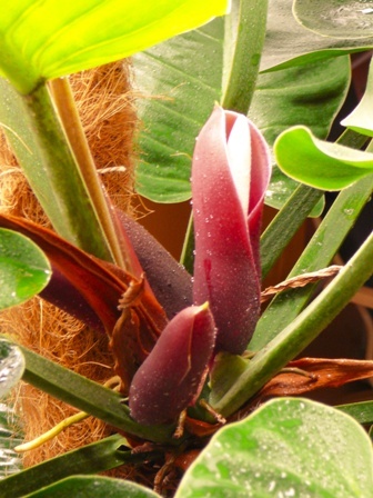 Philodendron  erubescens