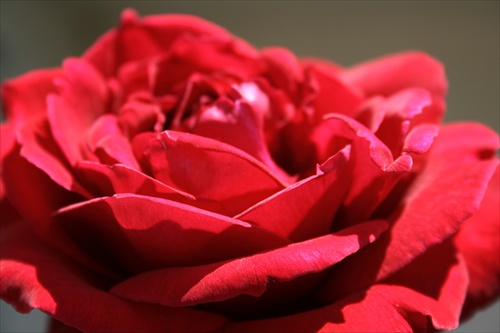 Ruža červená