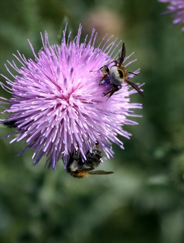 Územie nikoho VIII.