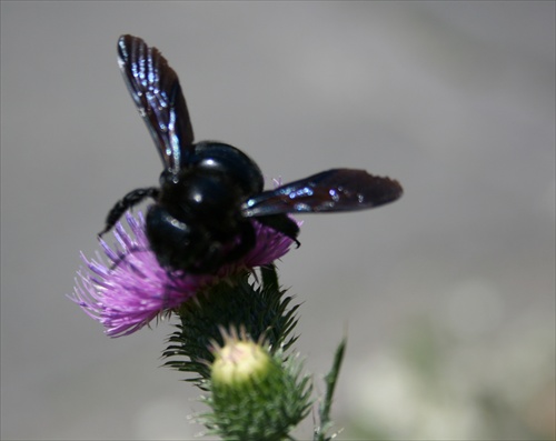 Černokňažník II.