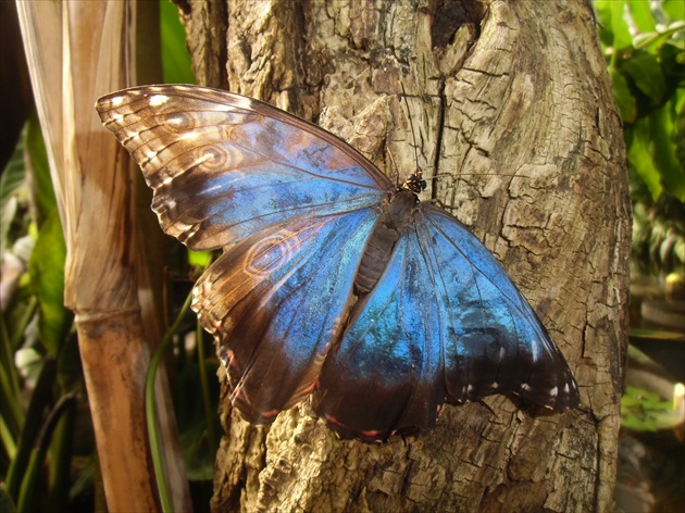 Motýľ - Blue Morpho