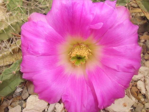 Kvet kaktusu