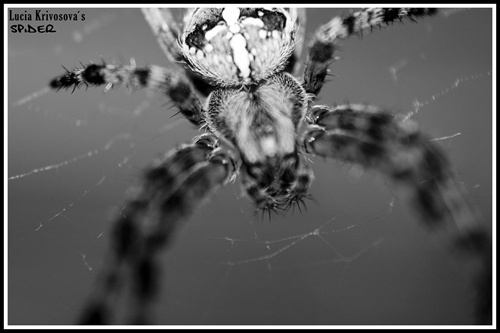 Spider macro...