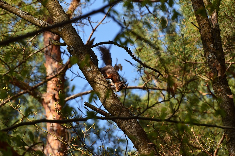 Veverica 