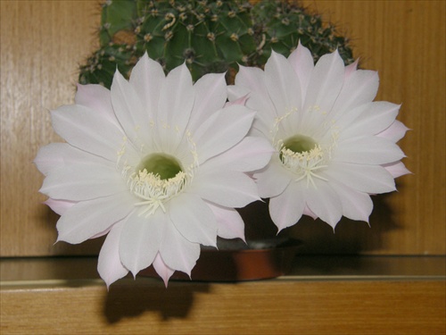 Echinopsis - duo 2