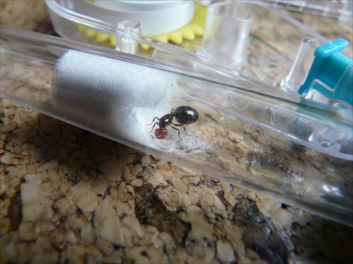mravcia kralovna