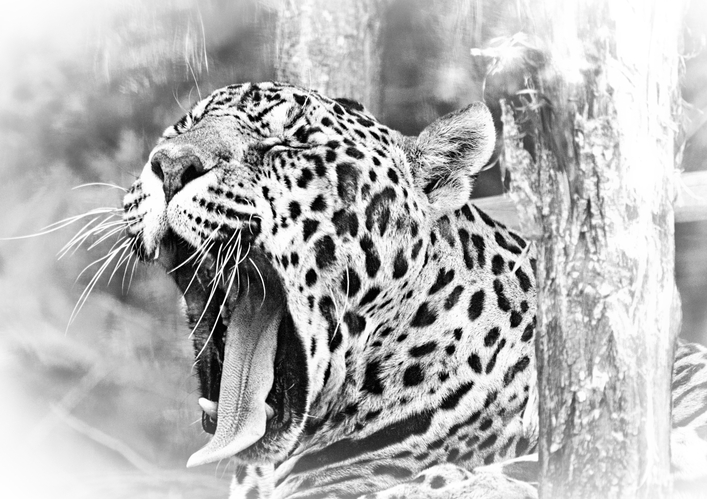 leopard