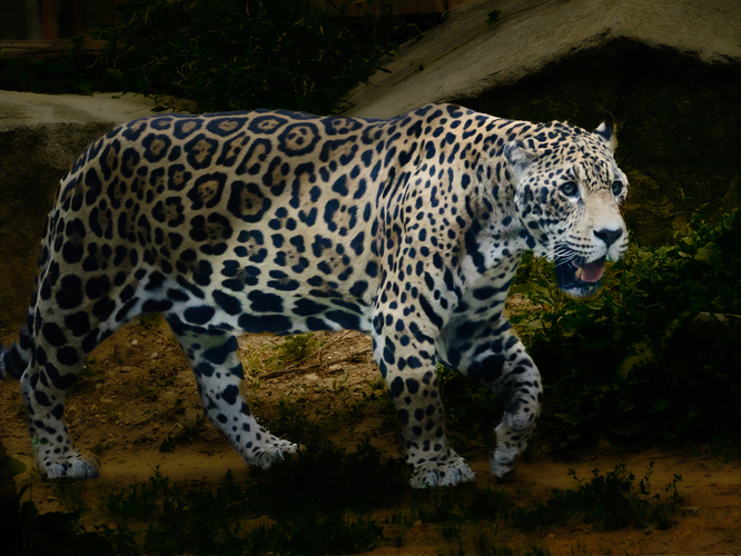 Jaguár americky