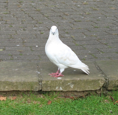 Holubinec - holubica biela, prvomajova
