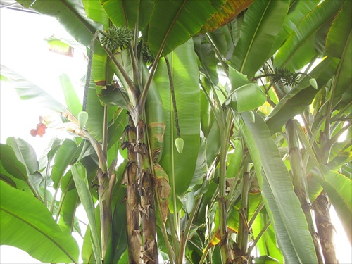 Bananovniky