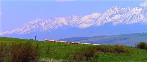Ovce pod Tatrami