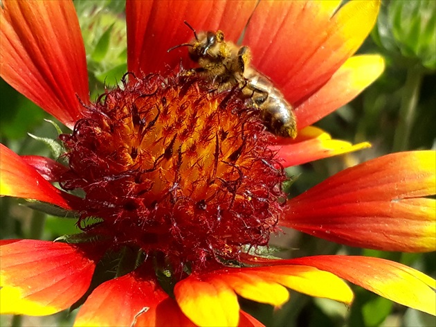 Včela na kvetine
